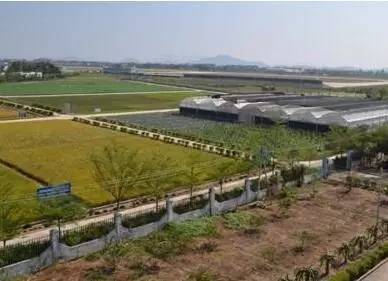 棉花缺硼了怎么辦？棉花缺硼的癥狀及施肥技術(shù)！