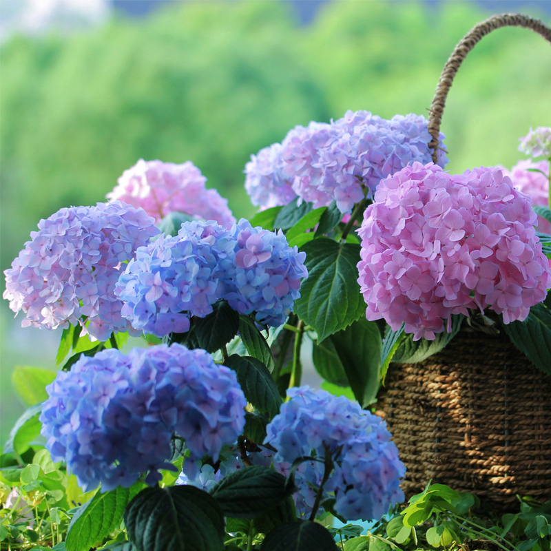 南寧花藝學(xué)校知識：延長繡球花存活時間的技巧