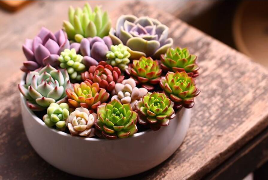南寧花藝資訊：多肉花籃怎么做？