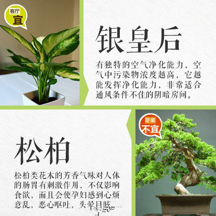 哪些綠植適合放在室內(nèi)？南寧花藝師培訓(xùn)學(xué)校盤點(diǎn)清單