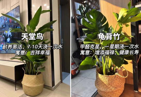適合放在客廳的綠植，廣西花藝綠植培訓(xùn)分享