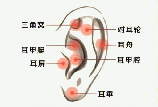 揉搓耳朵的好處，廣西美容經絡培訓班課程