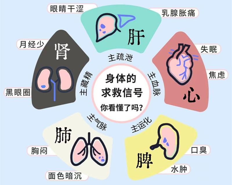 南寧專業(yè)美容管理學(xué)校：五臟六腑如何管理？