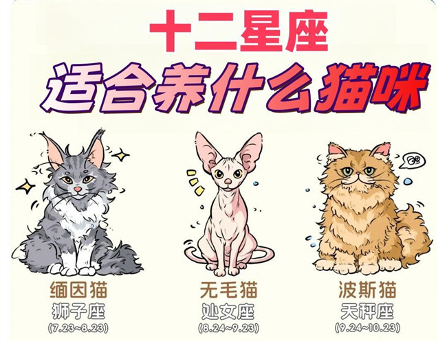 12星座適合養(yǎng)什么貓咪？